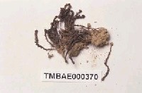 藏品(小金髮苔屬)的圖片